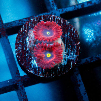 JC Red People Eater Zoanthid