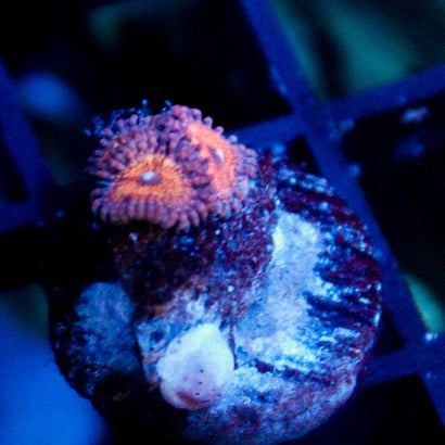 JC Amber Bliss Zoanthid