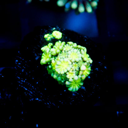 JC Lily Yellow Goni