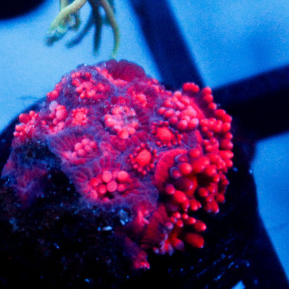 JC Red Dragon Goni