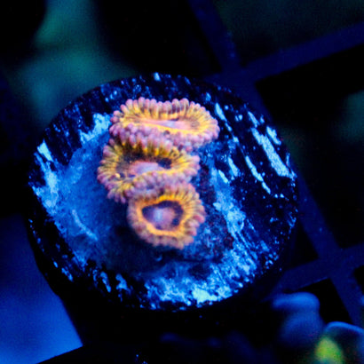 JC Pink Seam Zoanthid