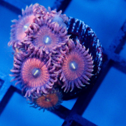 JC Amber Bliss Zoanthid