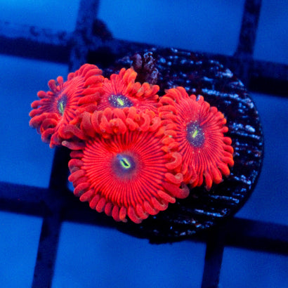 JC Magician Zoanthids