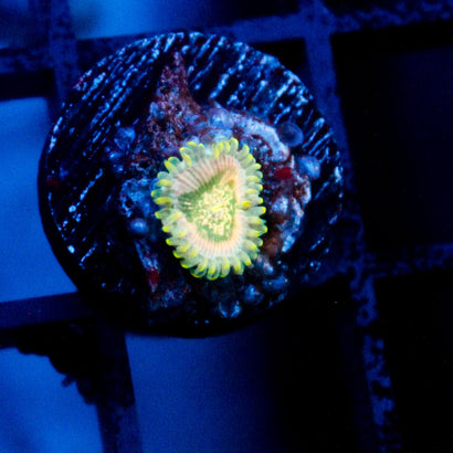 JC Leprechaun Burps Zoanthid