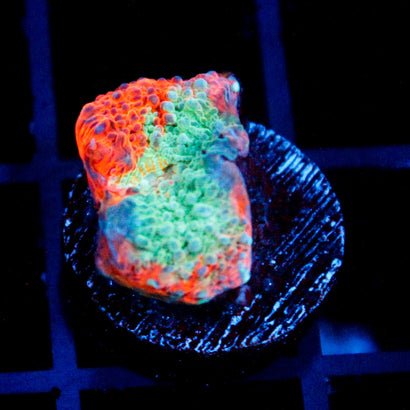 JC Miami Beach Rainbow Chalice