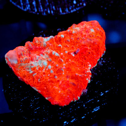 JC Citrus Dream chalice