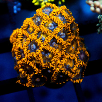 JC Murder Hornet Zoanthid Colony