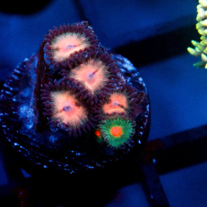 JC Peach Bellini Zoanthid