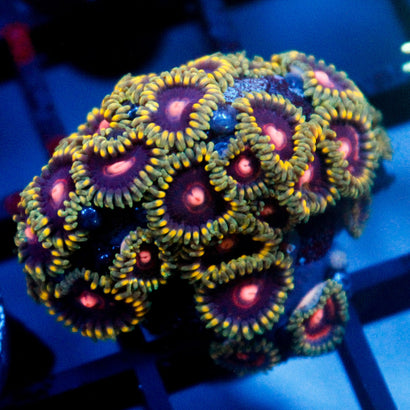 JC Purple Passion Zoanthid Colony
