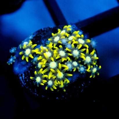 JC GSP