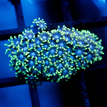 JC Star Polyp