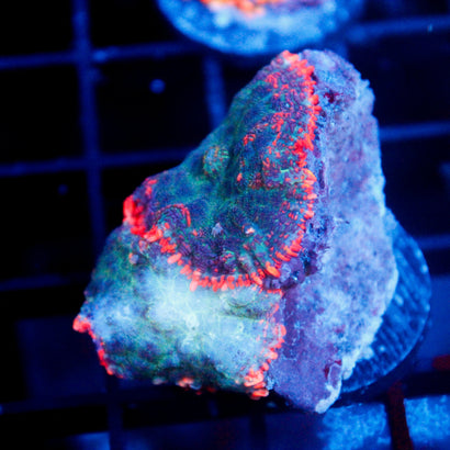 JC Toxic Blood Mushroom