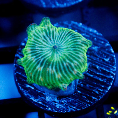 JC Watermelon Rind Mushroom