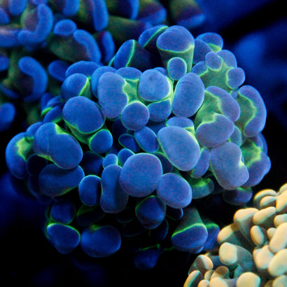 JC Blue Bubbles Hammer