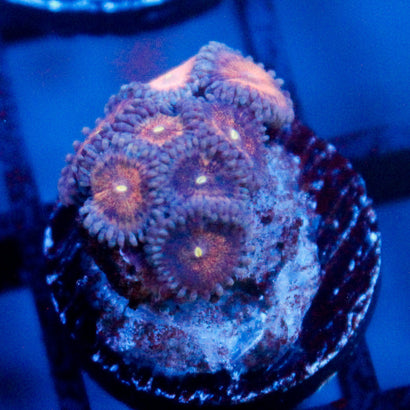 JC Amber Bliss Zoanthid