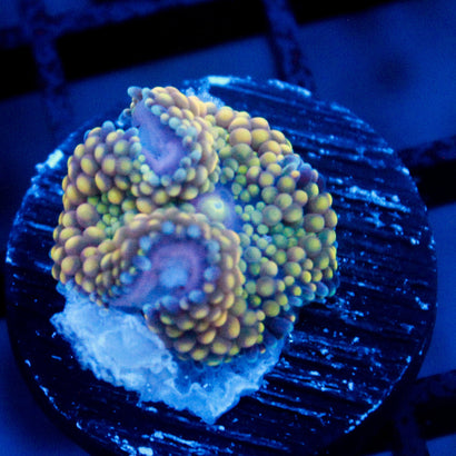 JC Yellow Princess Ricordea