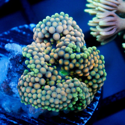 JC Lime Time Ricordea