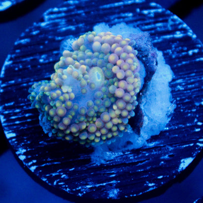 JC Blue Dream Ricordea