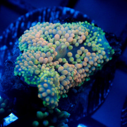 JC Yellow Princess Ricordea