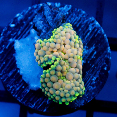 JC Yellow Princess Ricordea