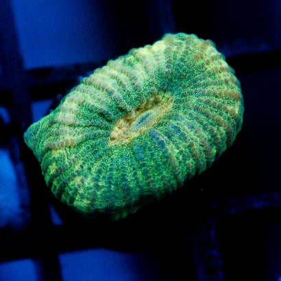 JC Neon Green Favia