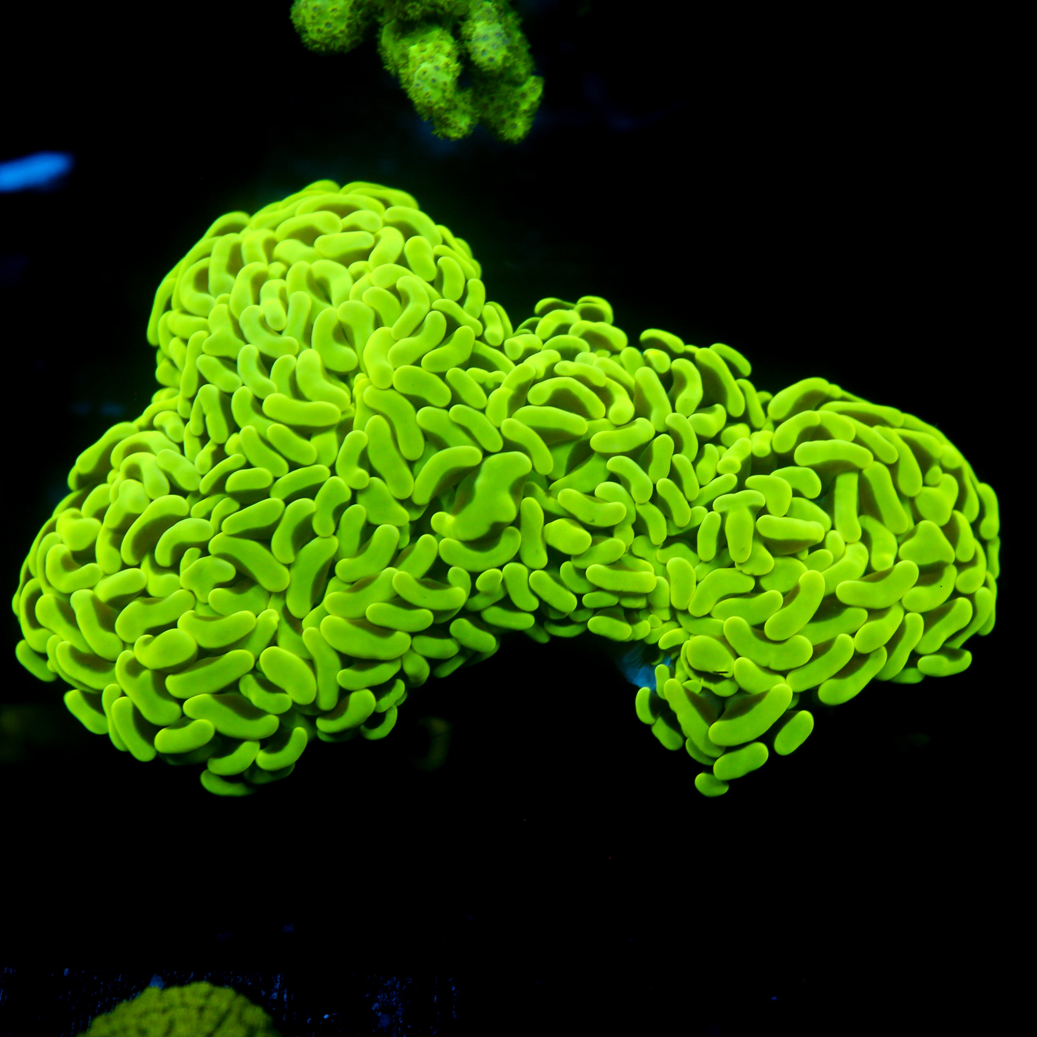 JC Neon Green Wall Hammer