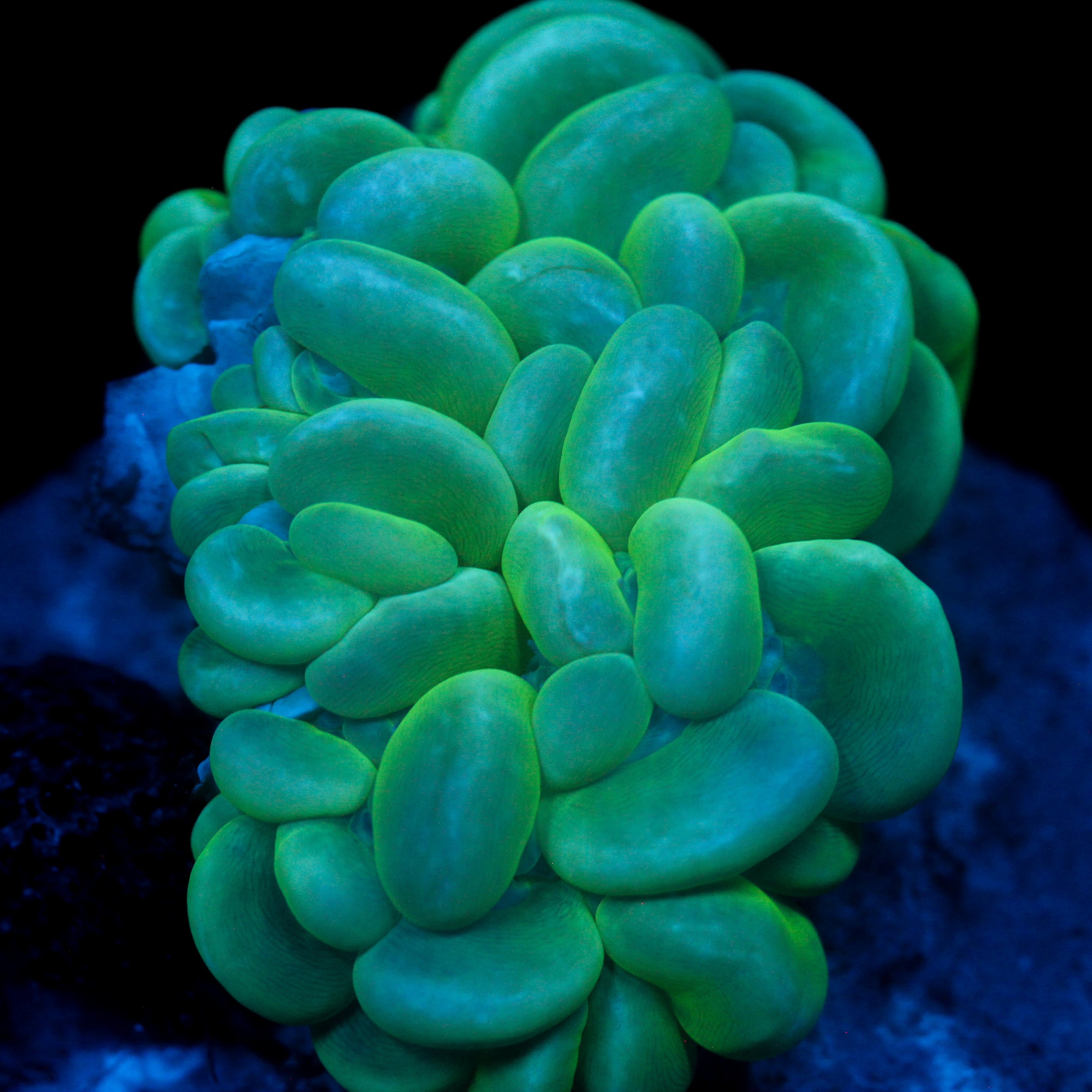 JC Cat Eye Bubble Coral