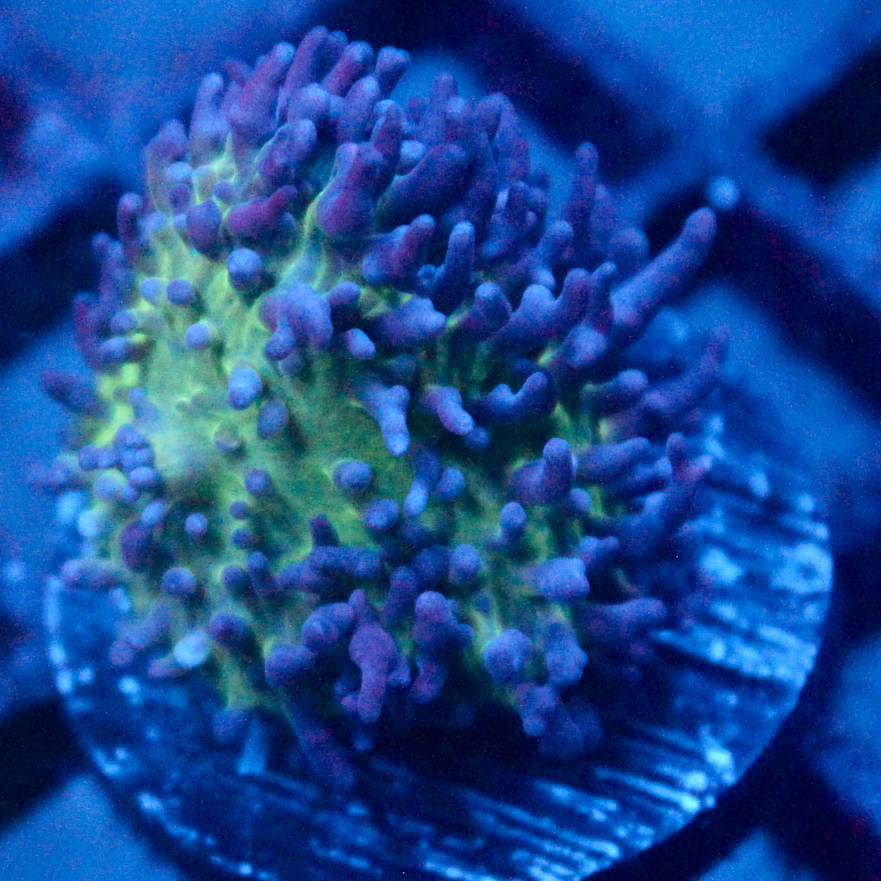 JC Fuzzy Mushroom