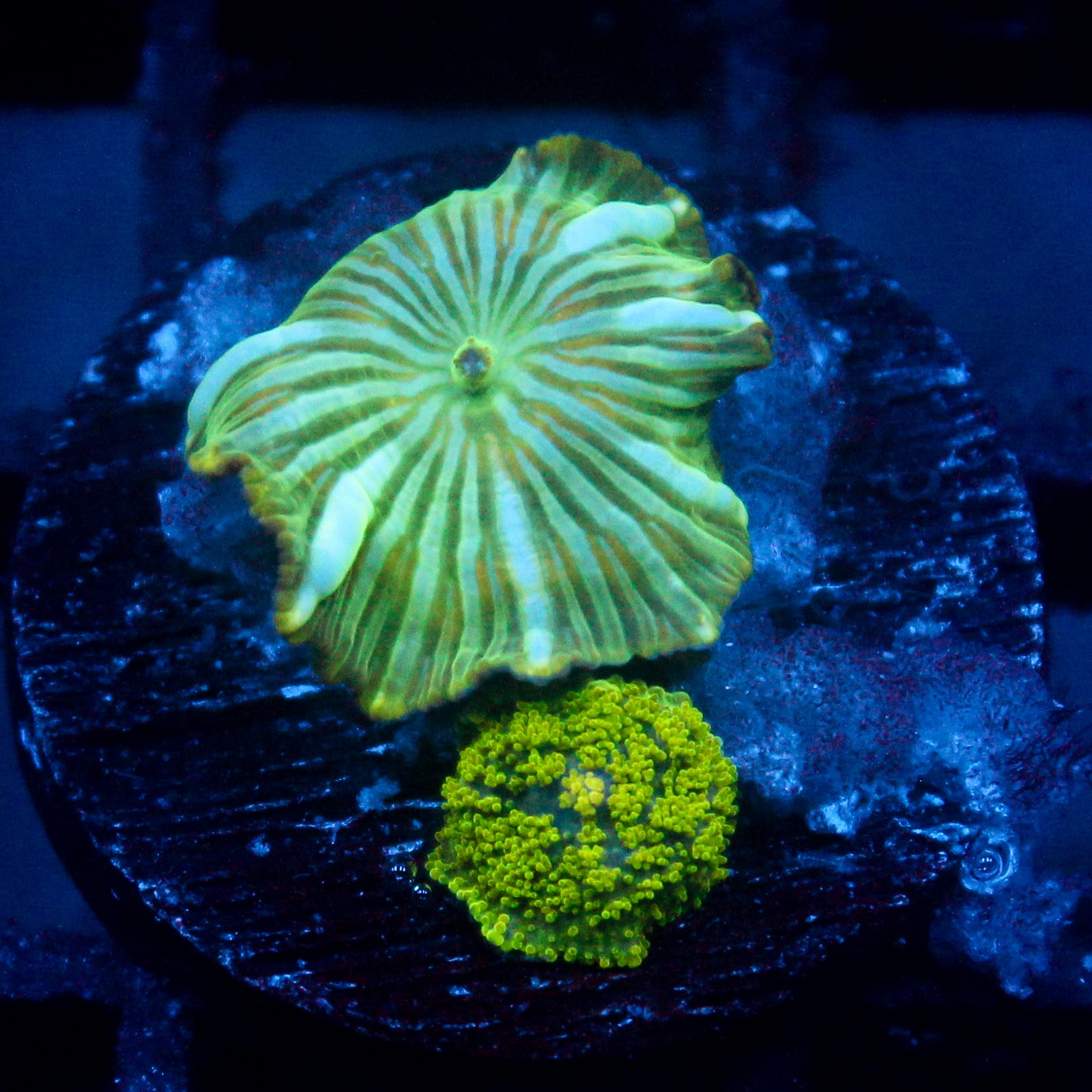 JC Watermelon Rind Discosoma+ Neon Green Rhodactis