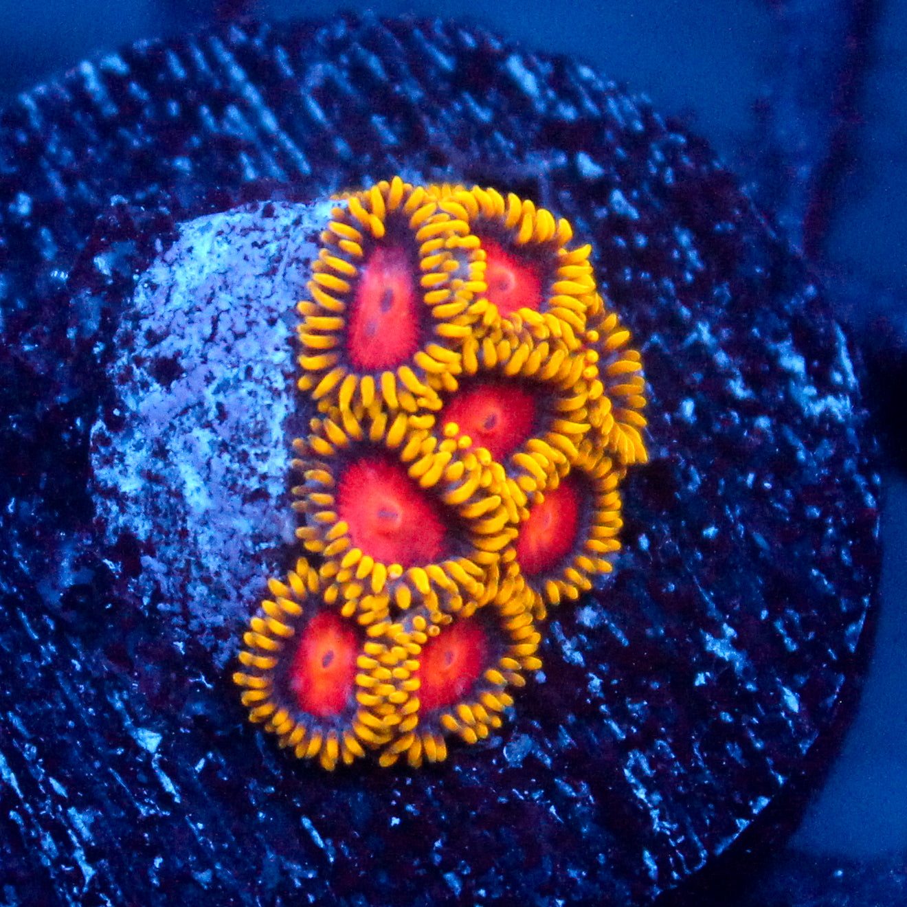JC Yellow Brick Road Zoanthid