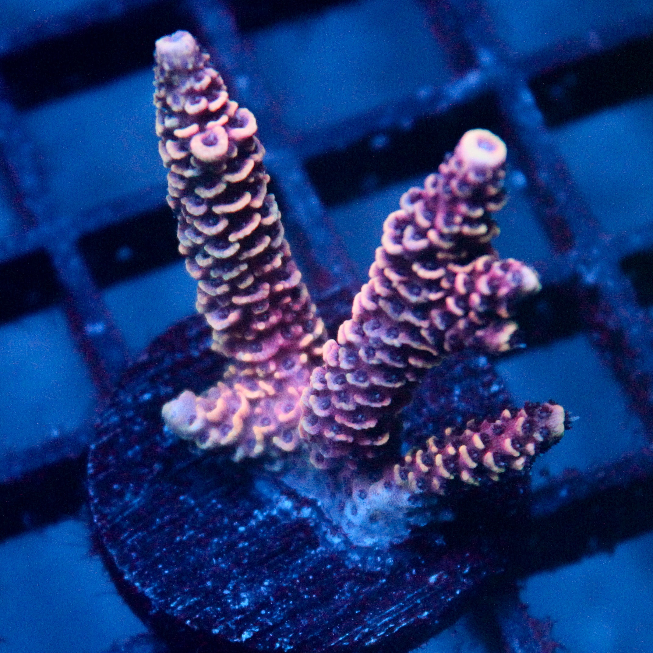 JC Pink Walker Acro