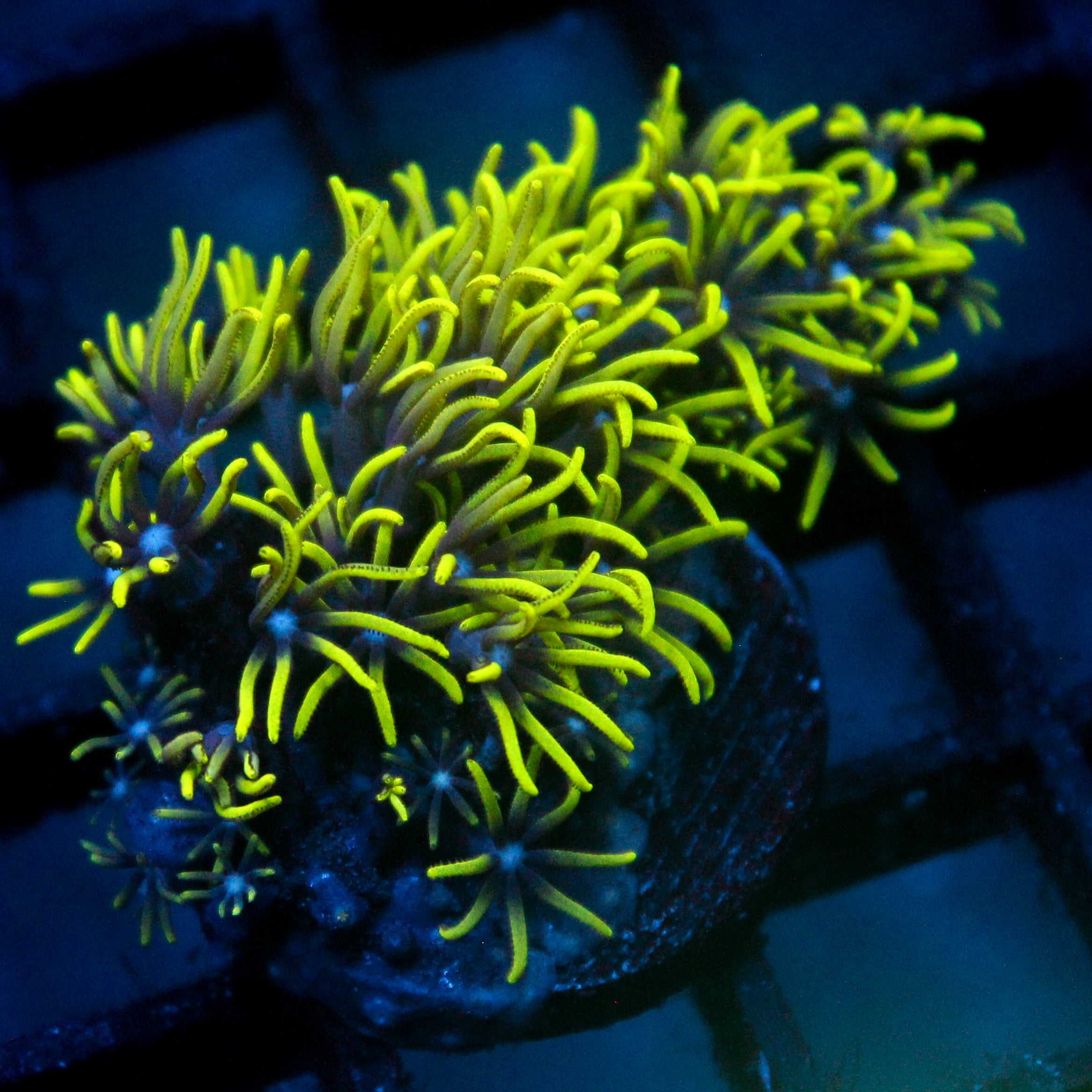 JC Lime Wire Gsp
