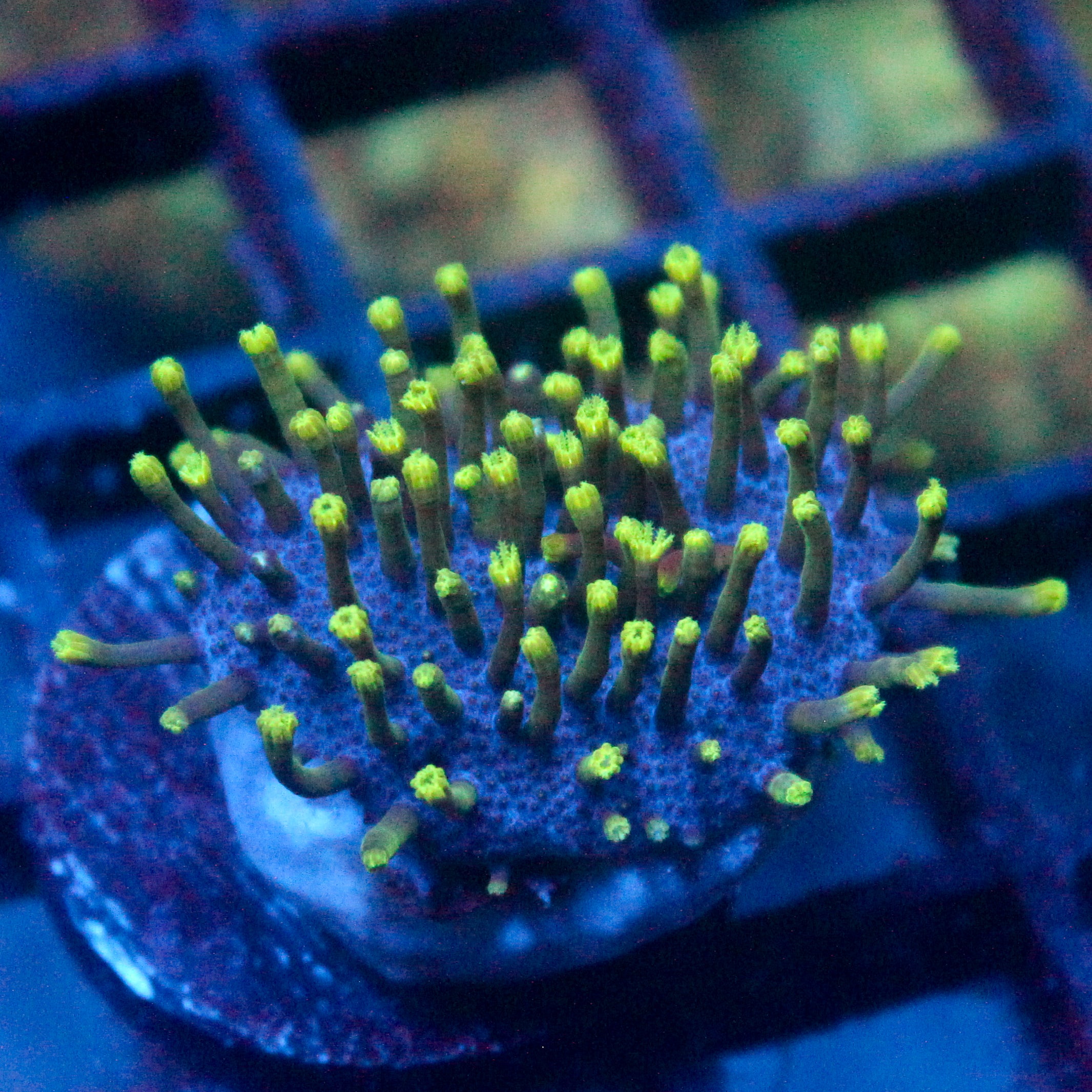 JC Aquacultured Neon Green Tip Toadstool