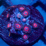 JC Nova Zoanthid