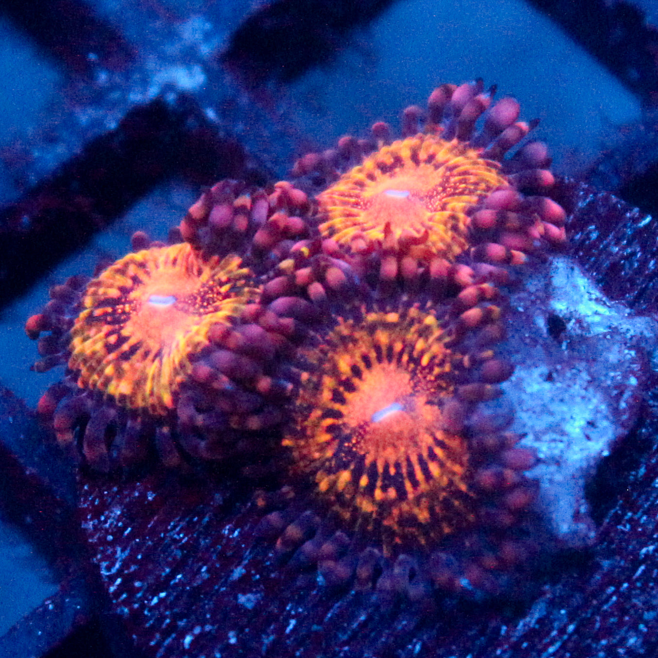 JC Speckled Kraze Zoanthid