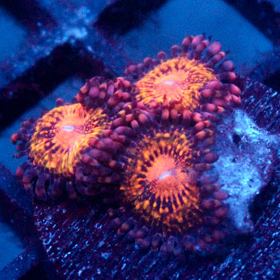 JC Speckled Kraze Zoanthid