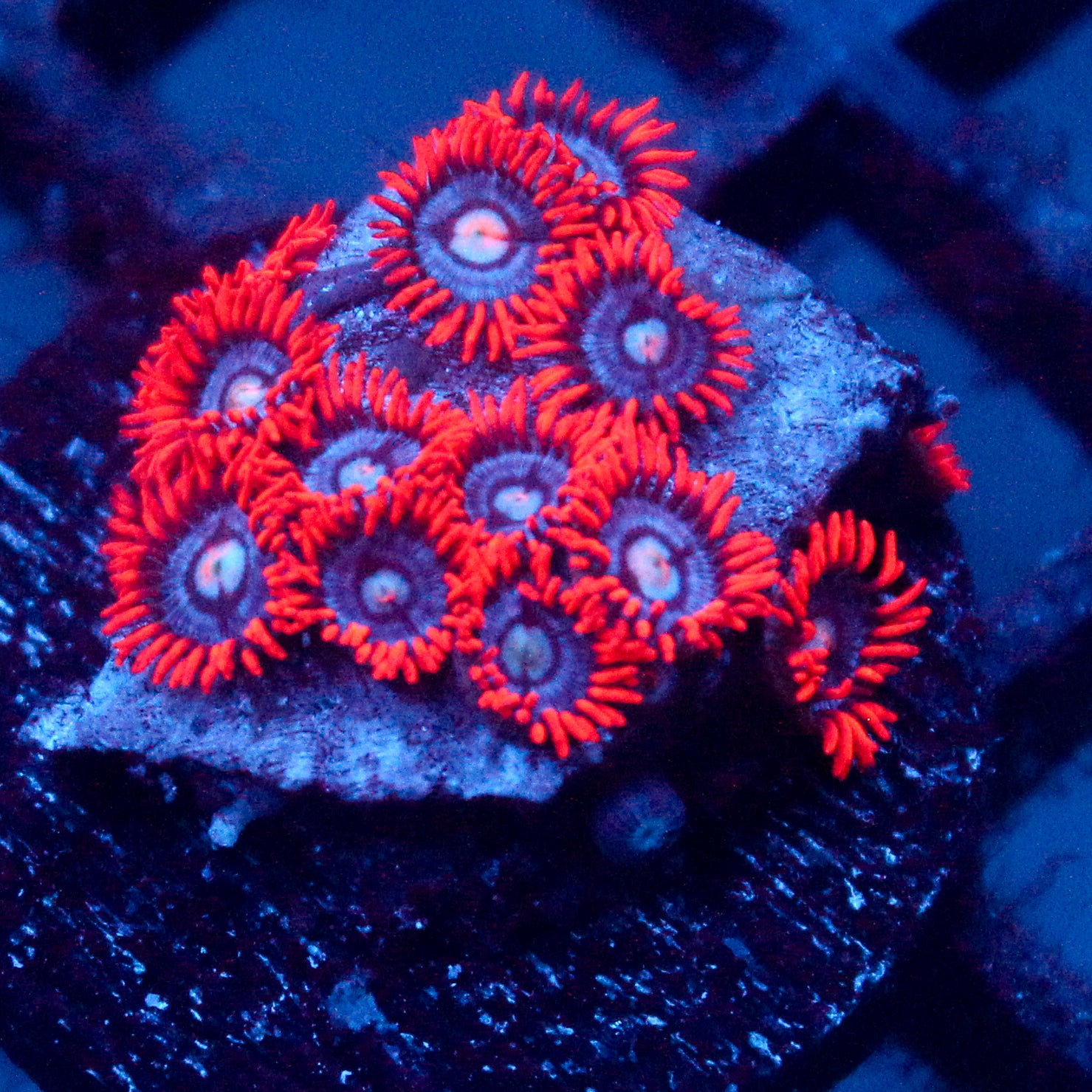 JC Edge of Reality Zoanthid