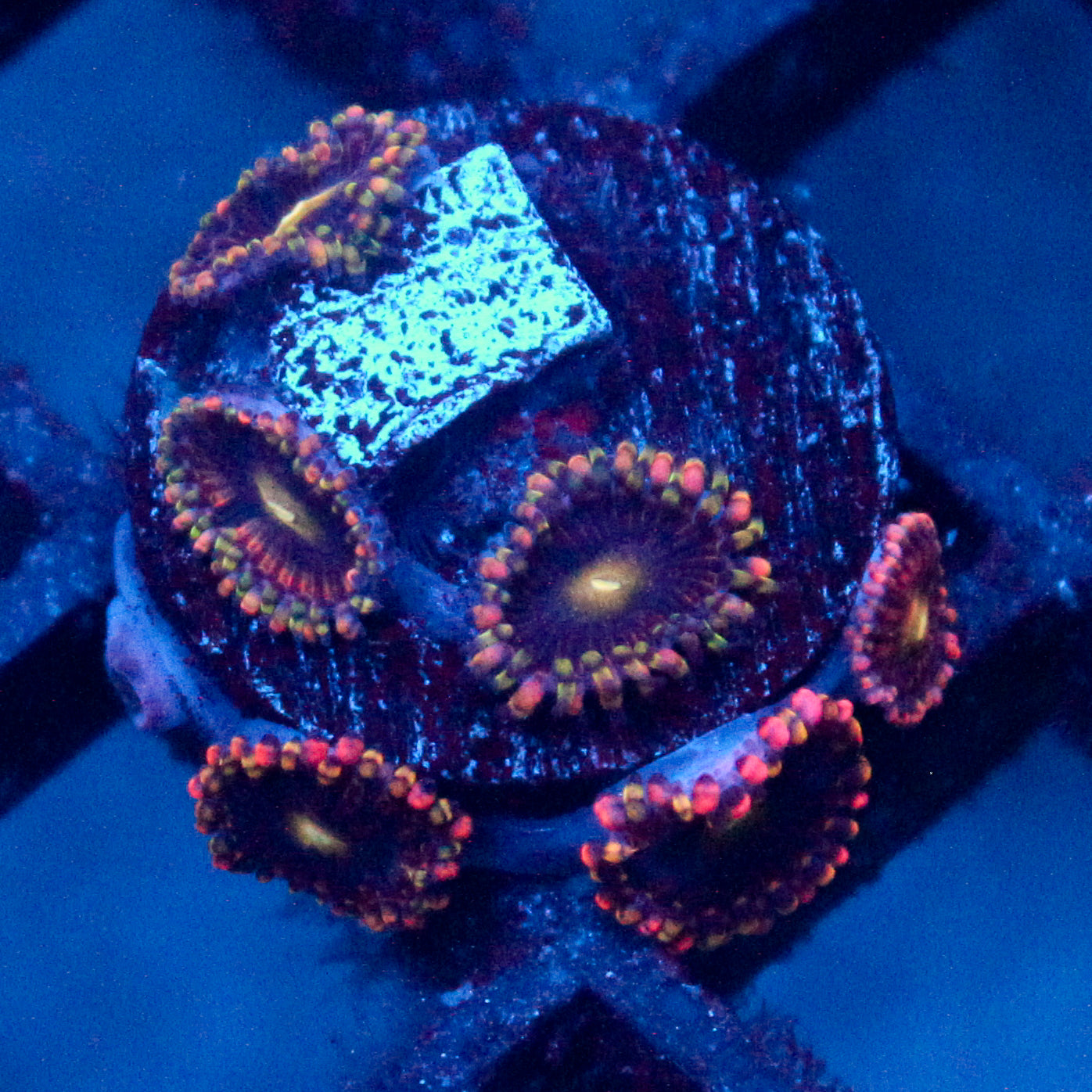 JC Bozo's Birthday Zoanthid