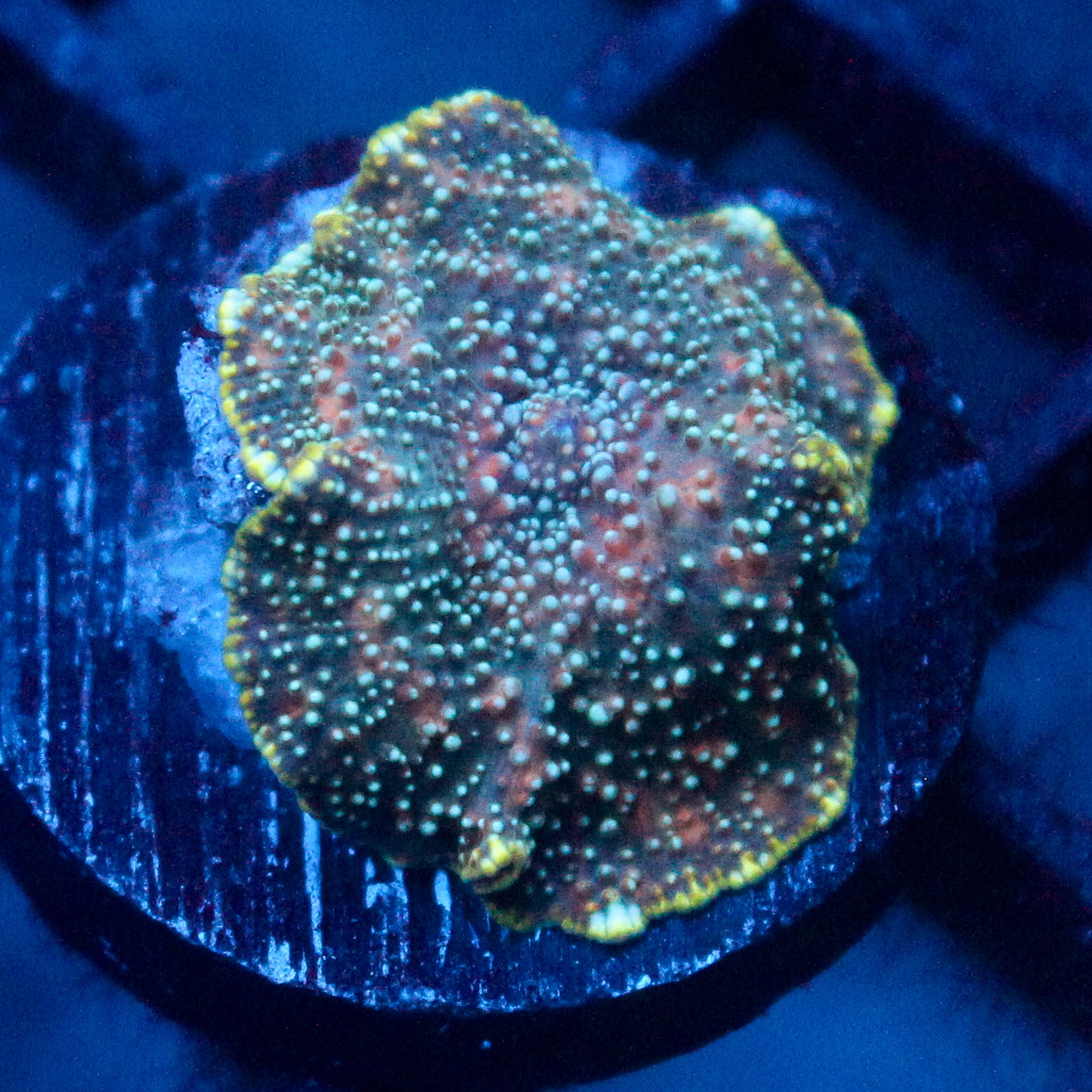 JC Blue Dancer Discosoma
