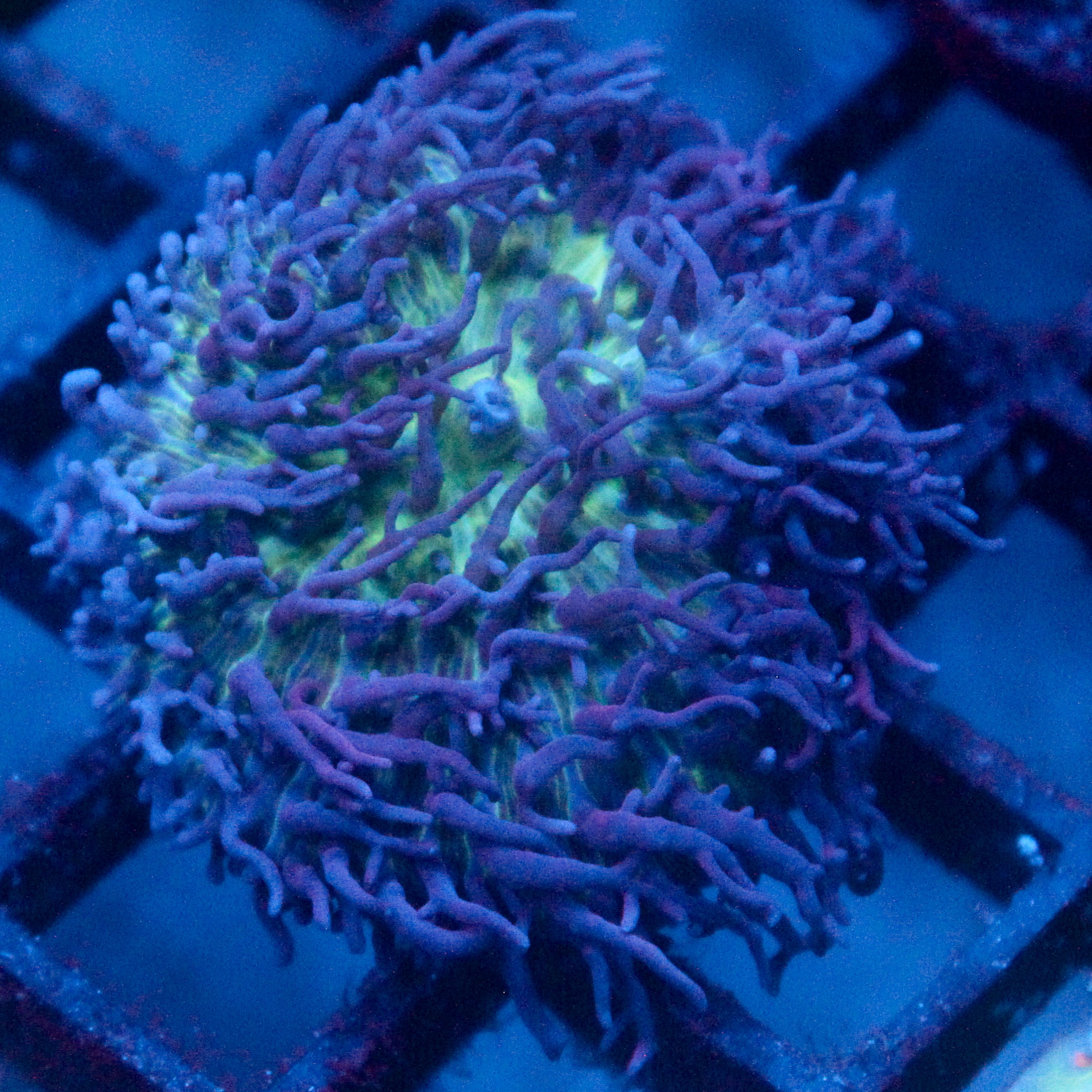 JC Fuzzy Mushroom