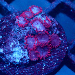 JC Viper Zoanthid