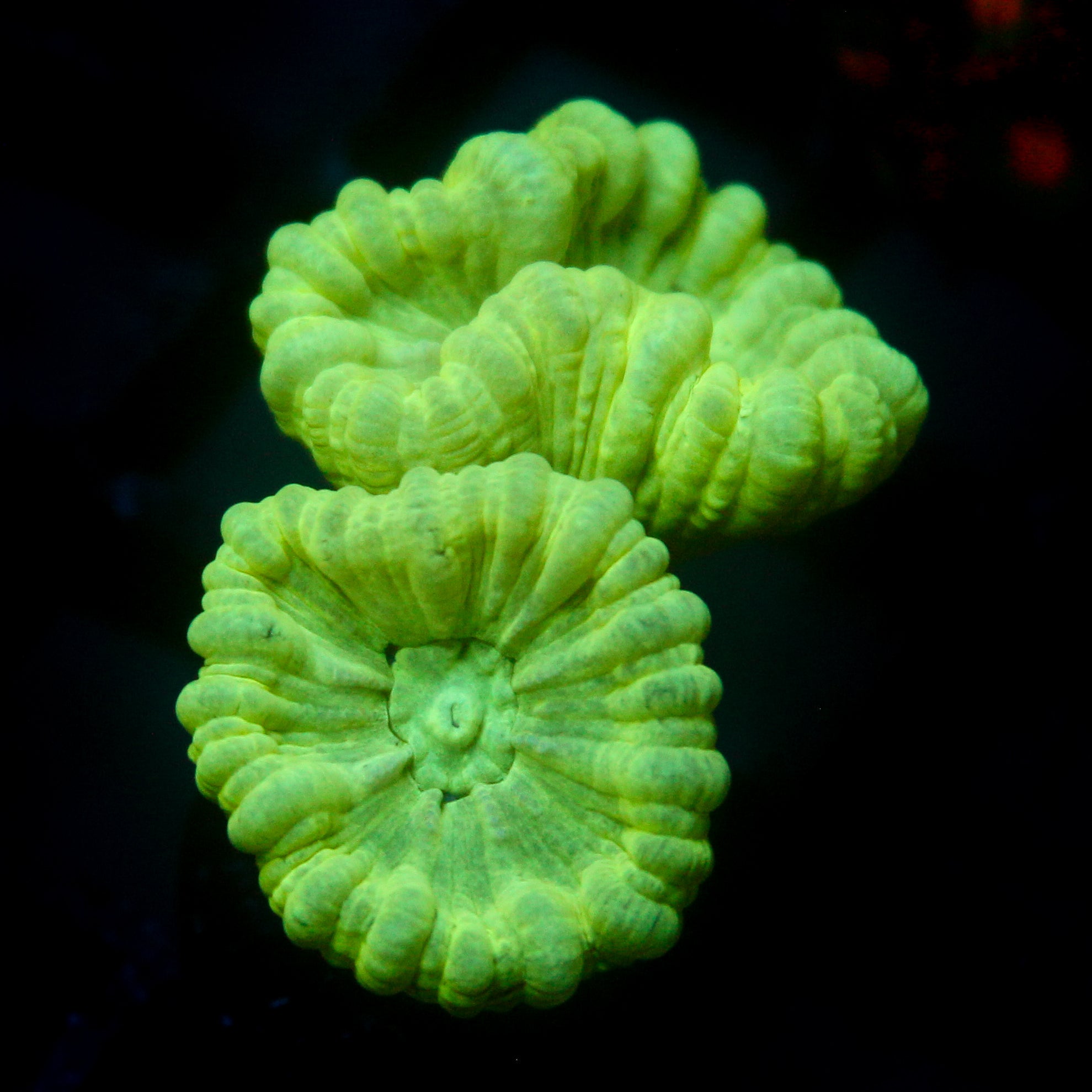 JC Neon Green Trumpet