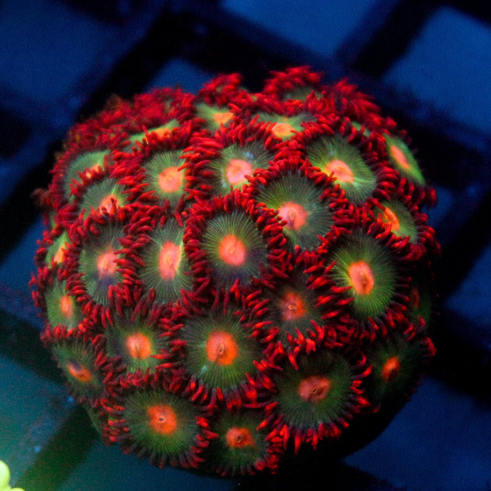JC Gatorade Zoanthids