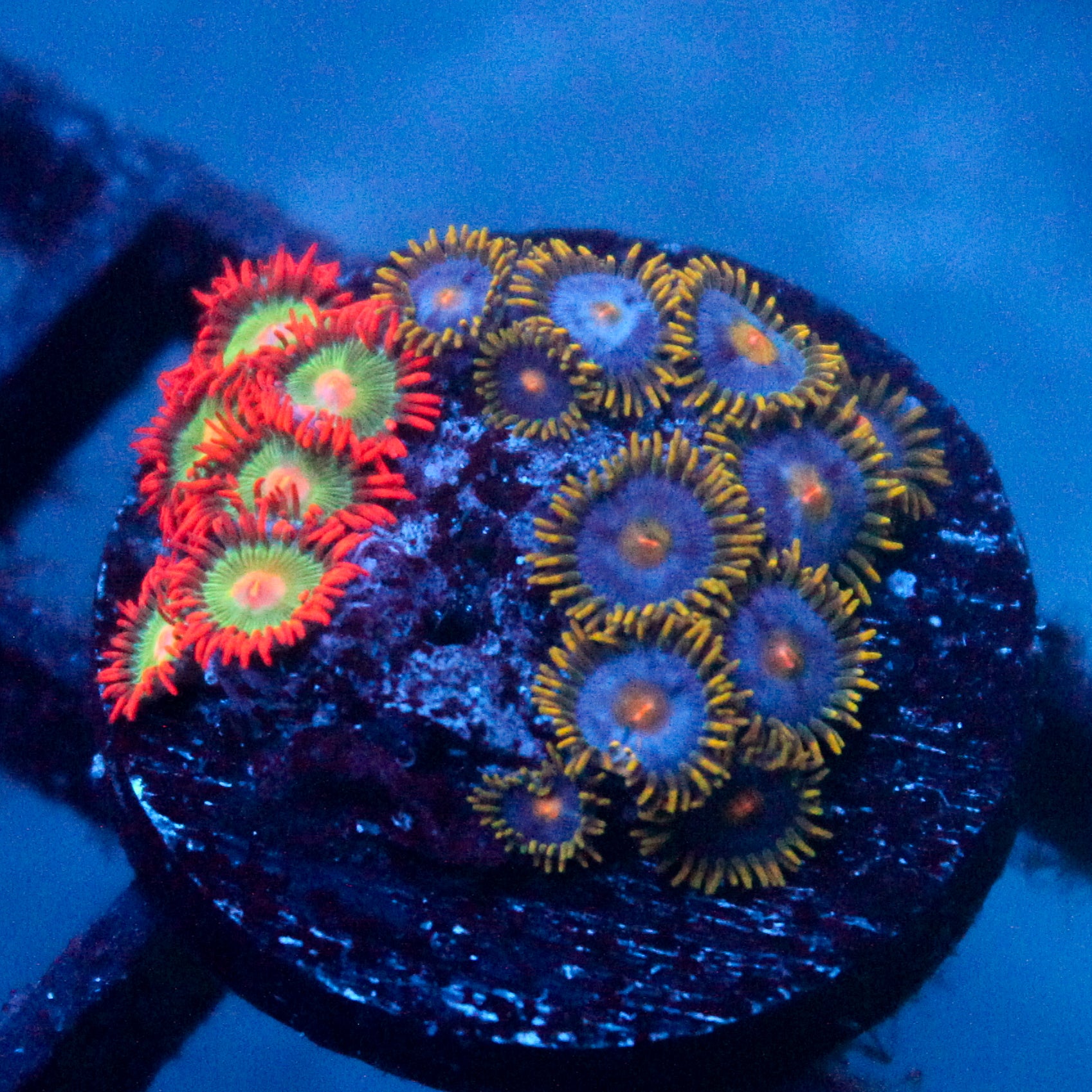 JC Zoa Garden Seed