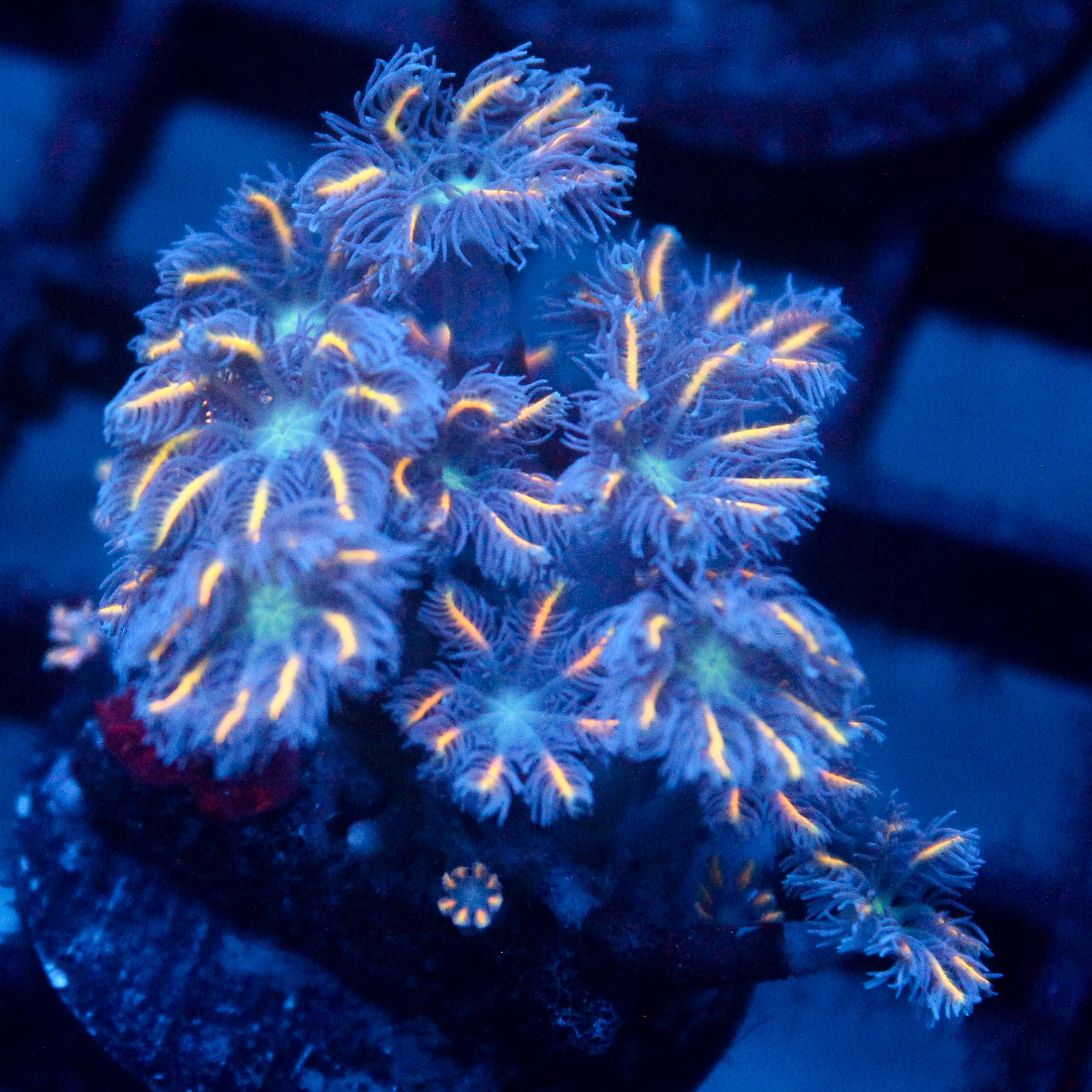 JC Orange Tip Clove Polyp