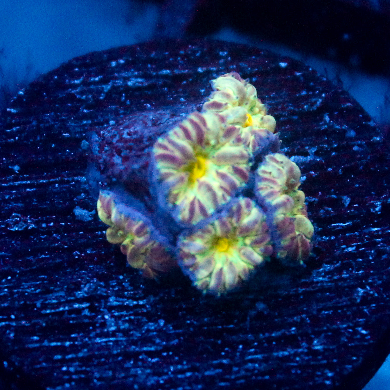 JC Flourish Fluff Blasto Merletti