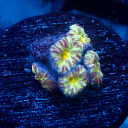 JC Flourish Fluff Blasto Merletti