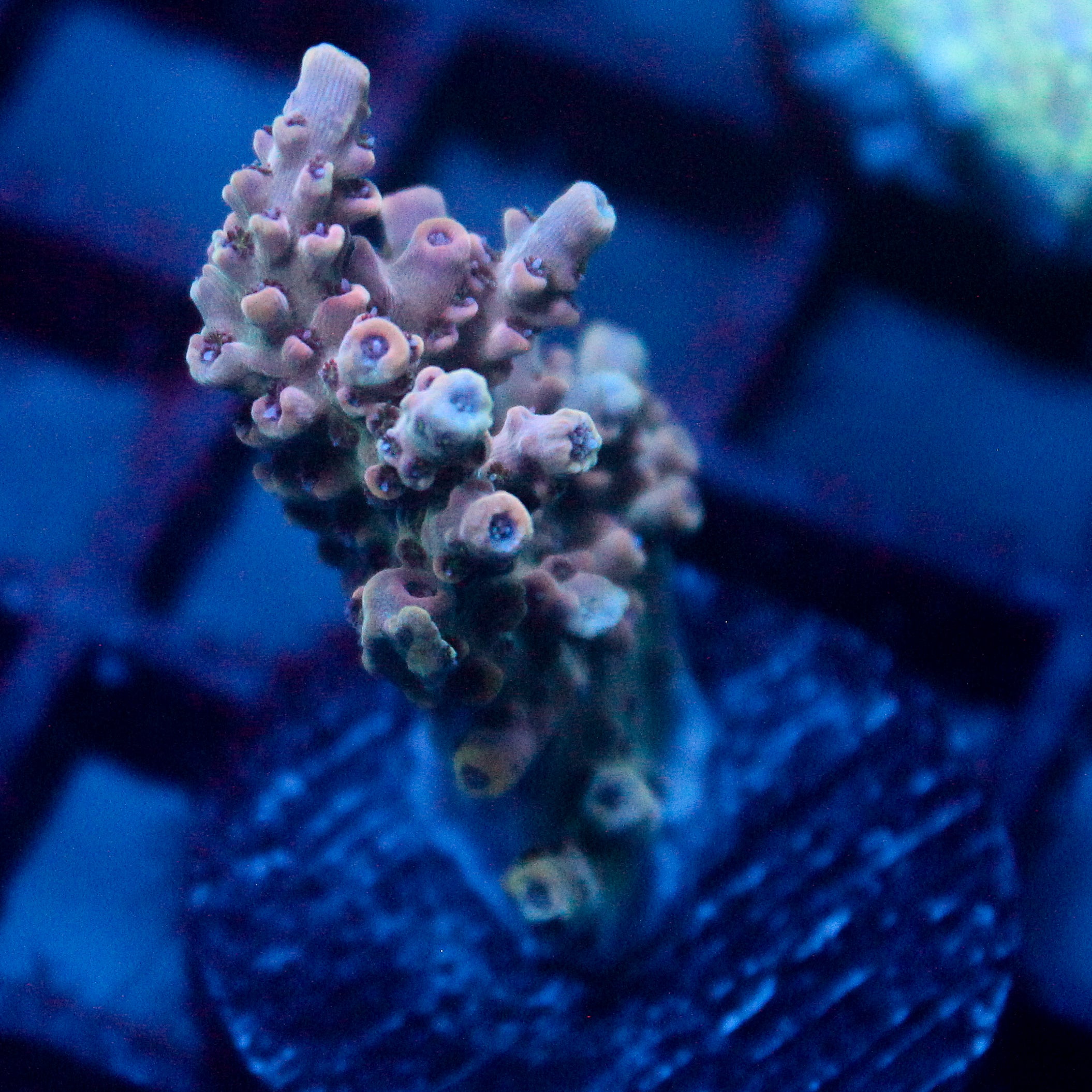 JC Pink Whisper Acro