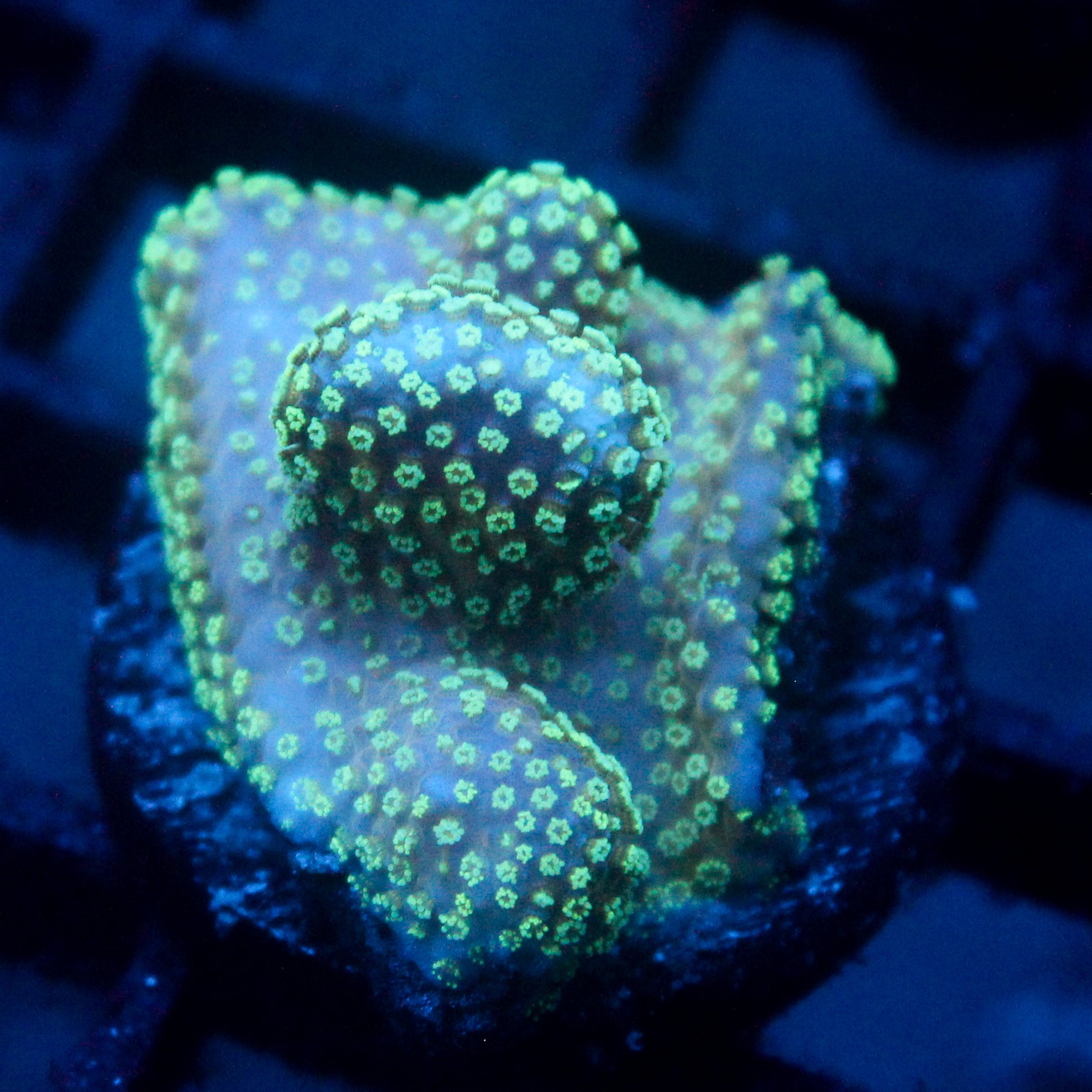 JC Minty Styloporah