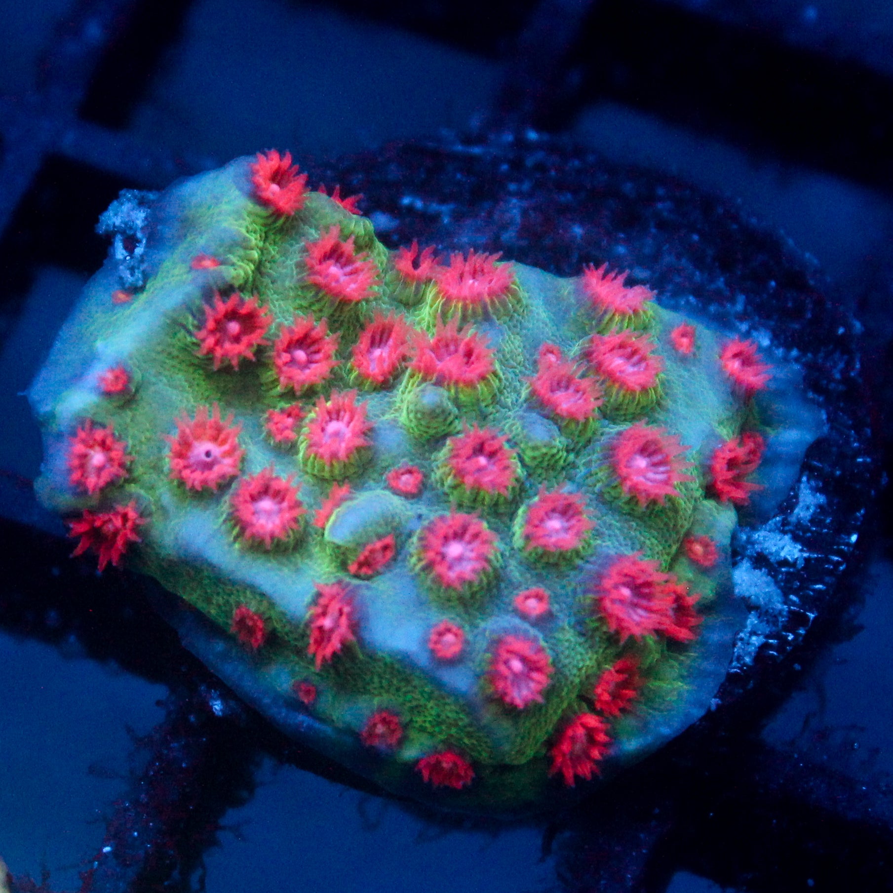 JC Evil Swarm Cyphastrea